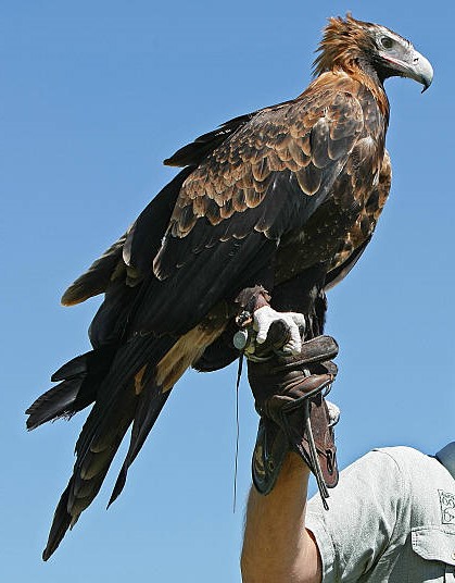 Tipos de Águilas: Águila Audaz (Aquila audax)