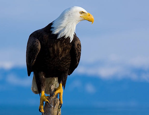 Tipos de Águilas: Águila Calva (Haliaeetus leucocephalus)