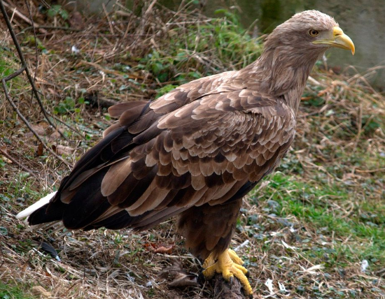 Tipos de Águilas: Águila Cola Blanca (Haliaeetus albicilla)