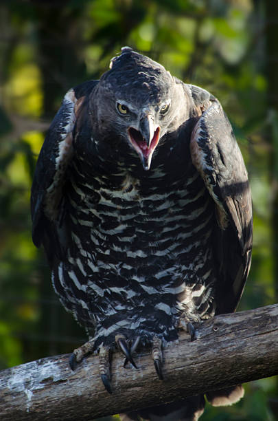 Especies de Águilas: Águila Coronada Africana (Stephanoaetus coronatus)