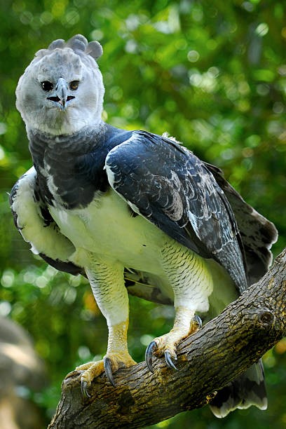 Tipos de Águilas: Águila Harpía (Harpia harpyja)