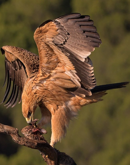 Peligro de extinción del Águila Imperial Ibérica