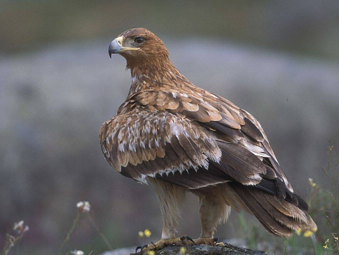 Especies de Águilas: Águila Imperial Ibérica (Aquila adalberti)