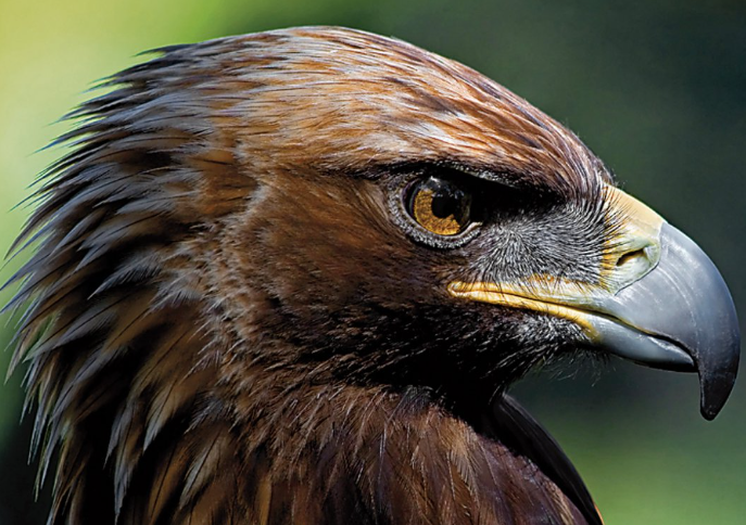 Curiosidades del Águila Imperial Ibérica