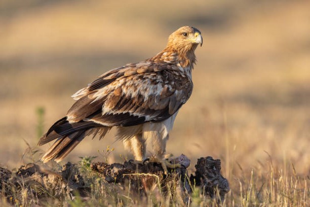 Rapaces en la península ibérica