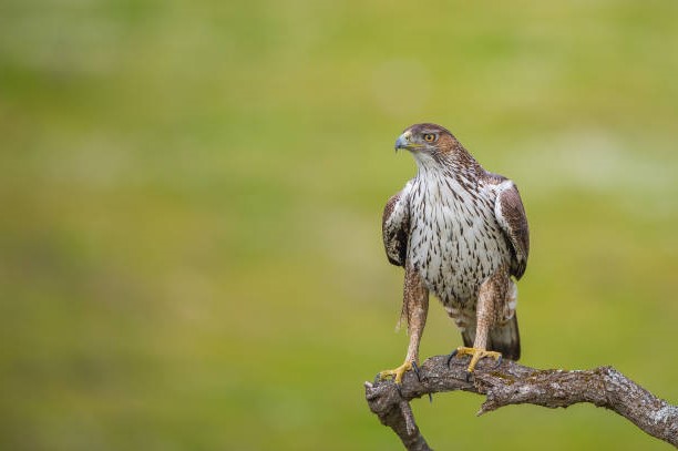 Especies de Águilas: Águila Perdicera (Aquila fasciata)