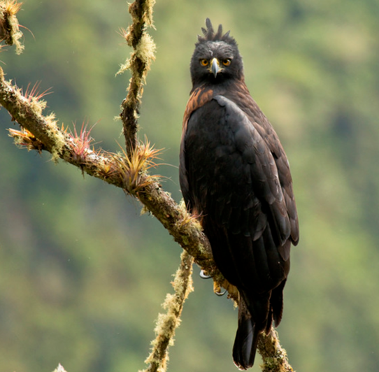 Especies de Águilas: Águila Poma (Spizaetus isidori)