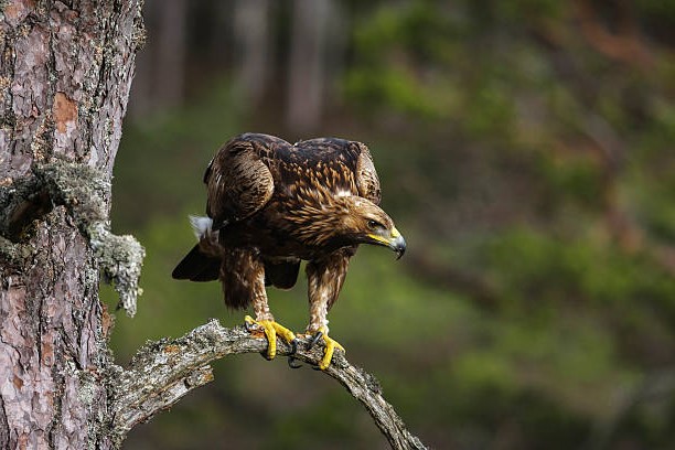 Tipos de Águilas: Águila Real (Aquila chrysaetos)