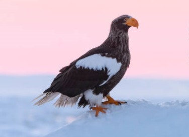 Tipos de Águilas: Águila de Steller (Haliaeetus pelagicus)