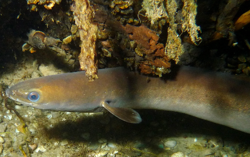 Fauna Ibérica: Anguila Europea (Anguilla anguilla)