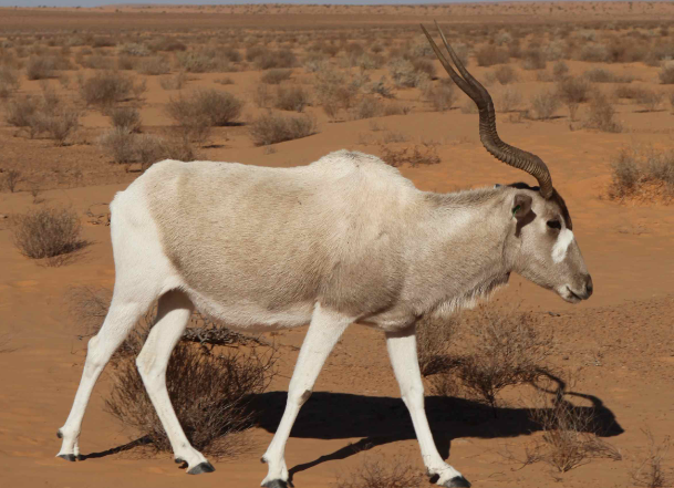 Especies de Antílopes: Addax (Addax nasomaculatus)