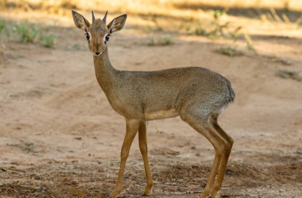 Especies de Antílopes: Dik-dik (Madoqua)