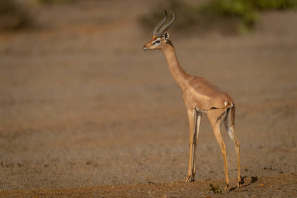 Tipos de Antílopes: Gerenuk (Litocranius walleri)