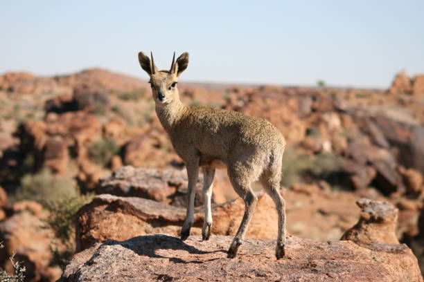 Tipos de Antílopes: Klipspringer (Oreotragus oreotragus)