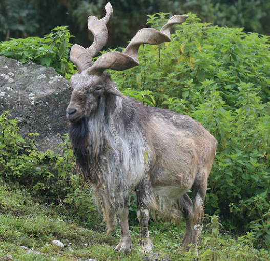 Tipos de Antílopes: Markhor (Capra falconeri)