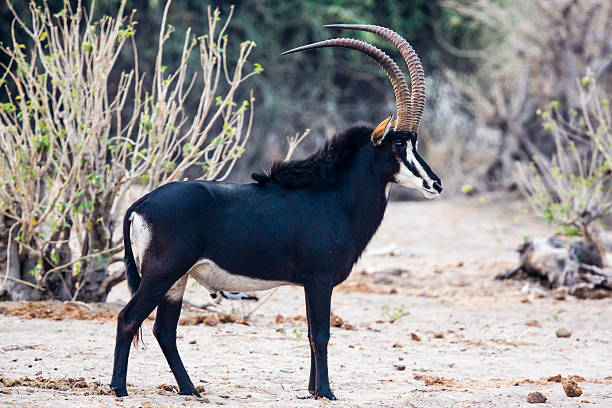 Especies: Sable Antílope (Hippotragus niger)