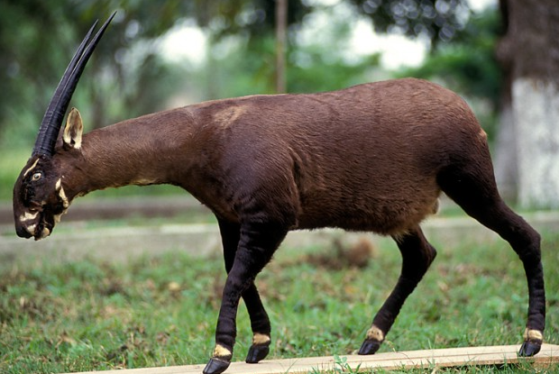 Tipos de Antílopes: Saola (Pseudoryx nghetinhensis)