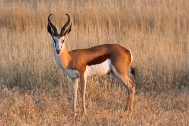 Tipos: Springbok (Antidorcas marsupialis)