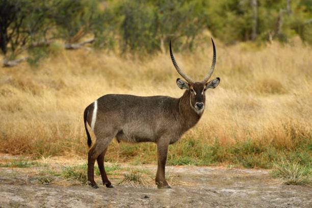 Especies: Waterbuck (Kobus ellipsiprymnus)