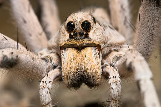 animales en la península ibérica: Araña Lobo (Lycosa tarantula)