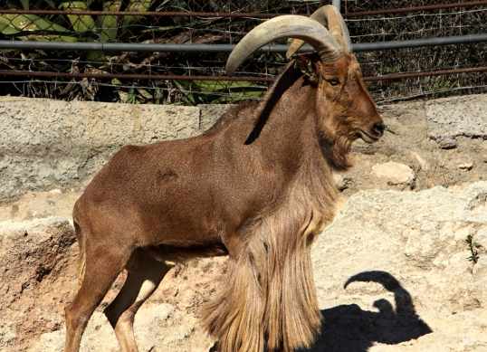 Arruí, Arrui, Muflón del Atlas o Carnero de Berbería (Ammotragus lervia)