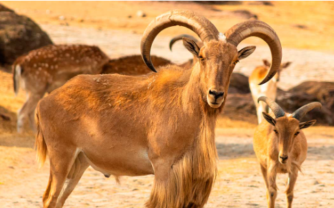 Arruí, Arrui, Muflón del Atlas o Carnero de Berbería (Ammotragus lervia)