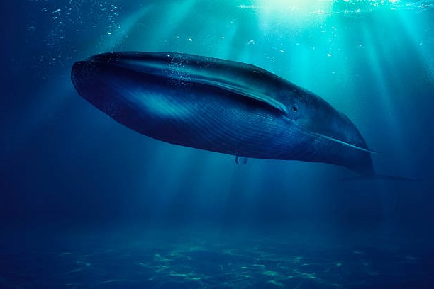 Ballena Azul-Mamífero más Grande de la Tierra-Curiosidades en la Naturaleza