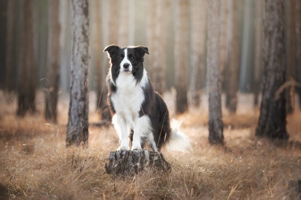 Historia y Evolución del Border Collie