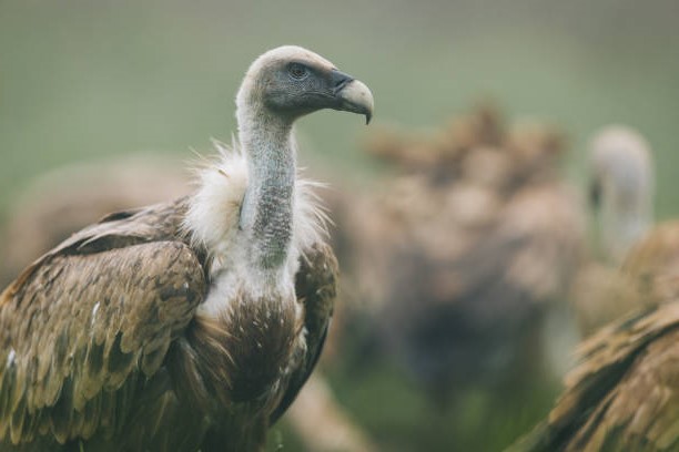 Fauna Ibérica: Buitre Leonado (Gyps fulvus)