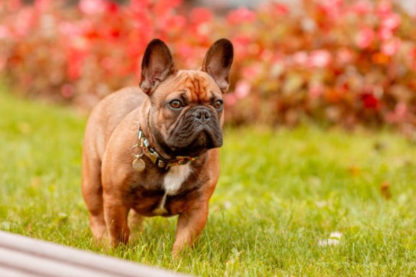 Historia y Evolución del Bulldog francés