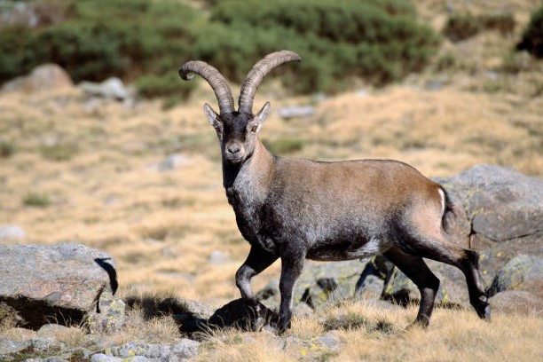 Ibex Ibérico o Cabra Montés (Capra pyrenaica)