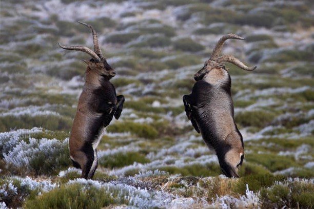 Comportamiento del Ibex Ibérico