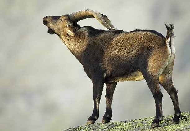 ¿Cómo de Importante es el Ibex Ibérico para la Flora y Fauna de la Península Ibérica?