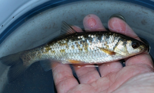 animales en la península ibérica: Cacho (Squalius pyrenaicus)