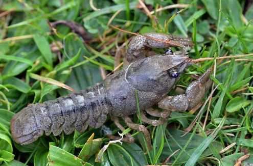 Fauna Ibérica: Cangrejo de Río Ibérico (Austropotamobius pallipes)