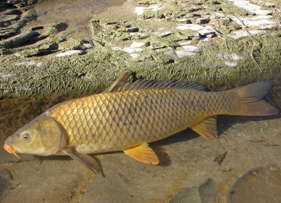 Fauna Ibérica: Carpa (Cyprinus carpio)