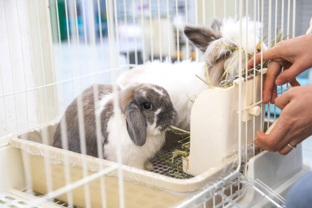 Cuidados básicos para conejos de mascota