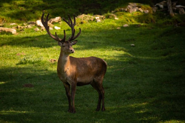 Ciervo Ibérico (Cervus elaphus hispanicus)