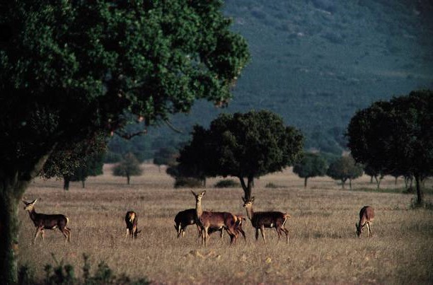 Comportamiento del Ciervo Ibérico