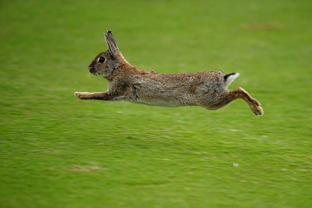 Conejos como Mascotas Corriendo