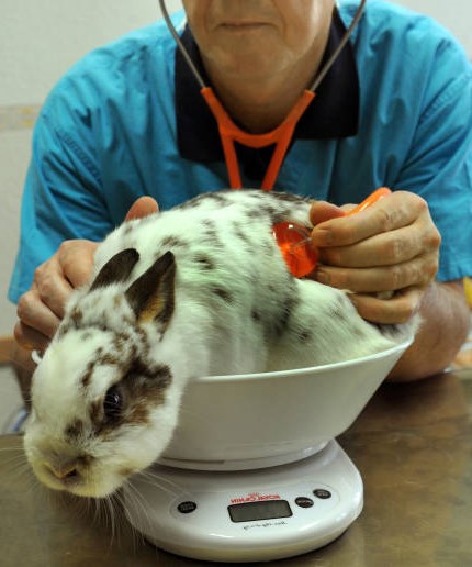 Conejo en Veterinario-Curiosidades en la Naturaleza