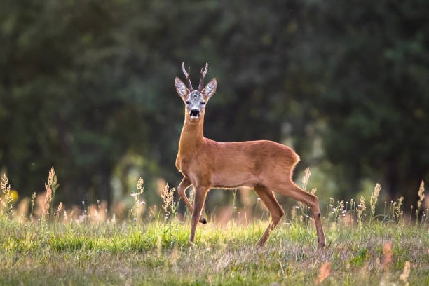 Corzo o Corzo Común (Capreolus capreolus)