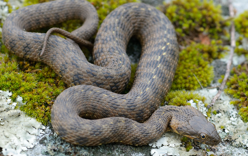 Culebra Viperina (Natrix maura)