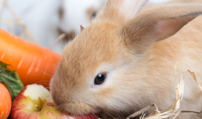 Dieta Conejos-Curiosidades en la Naturaleza