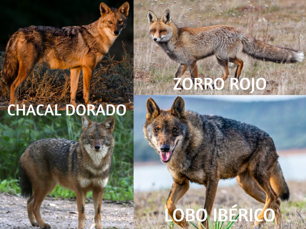 Diferencias del Chacal con el Lobo y el Zorro