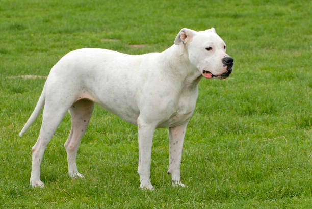 Dogo Argentino