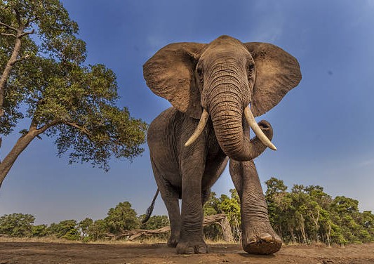 Elefante Africano- Mamífero Terrestre más Grande- Curiosidades en la Naturaleza