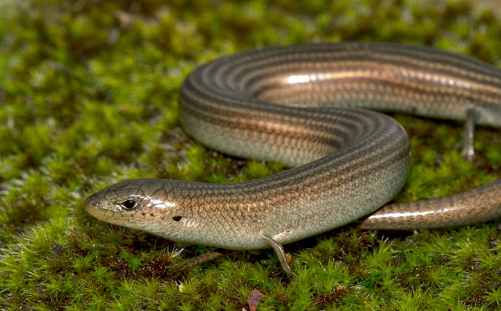 Fauna Ibérica: Eslizón Ibérico (Chalcides bedriagai)