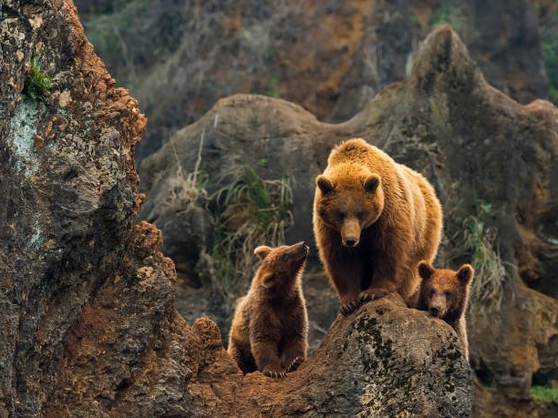 Fauna Ibérica: Oso Pardo Ibérico (Ursus arctos pyrenaicus)