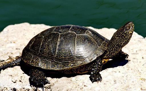 Animales en la península ibérica: Galápago Europeo (Emys orbicularis)